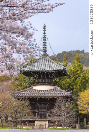 Spring in Kyoto: Cherry blossoms and pagoda at Seiryoji Temple (Saga Shakado) 135620886