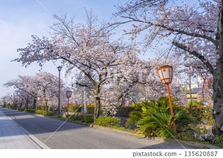Cherry blossoms in full bloom along the promenade along the Kamo River, Gion-Shijo to Kiyomizu-Gojo 135620887