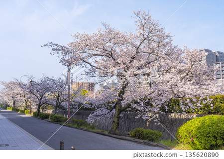 鴨川、祗園四條至清水五條的散步道上櫻花盛開 135620890