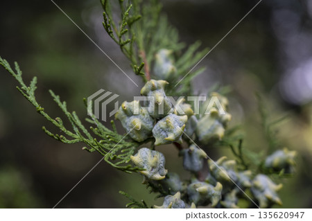 Juniper seed cluster details described, Detailed illustration of juniper seed arrangements with powdery bloom and resin dots Juniper seed cluster details described, Detailed illustration of juniper seed arrangements with powdery bloom and resin dots 135620947