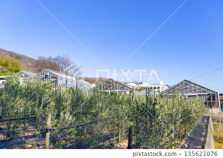 橄欖農場（香川縣小豆島） 135621076