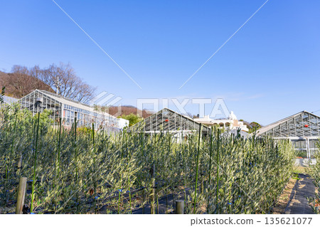 Olive Farm (Shodoshima, Kagawa Prefecture) 135621077