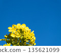 The clear blue sky and the vibrantly blooming rape blossoms were photographed from a low angle. 135621099