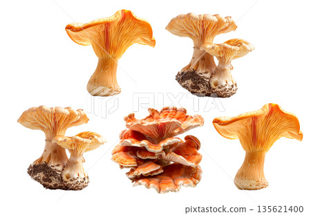 Lobster mushroom isolated on a white background 135621400