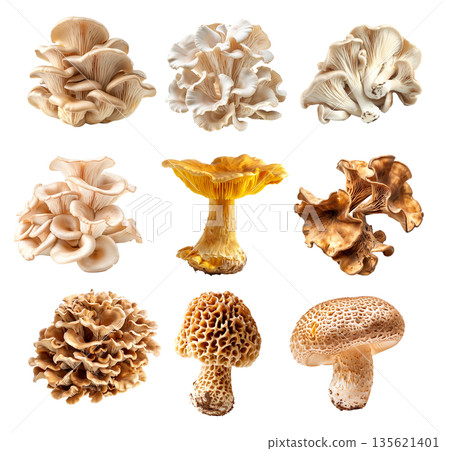 Closeup of Matsutake and Morel mushroom showing its textured cap and stem isolated on a white background. Closeup of Matsutake and Morel mushroom showing its textured cap and stem isolated on a white background. 135621401