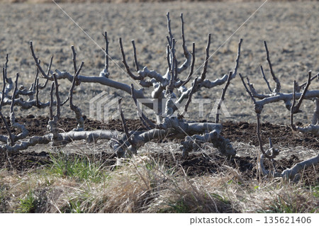 Fig fields in winter Fig fields in winter 135621406