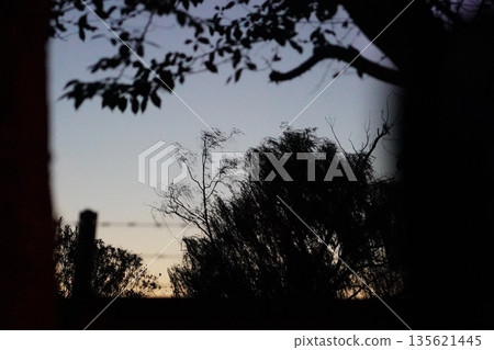 Evening trees Evening trees 135621445