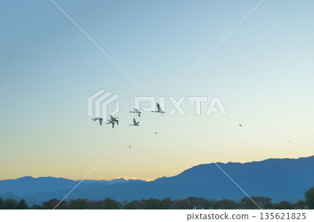 A flock of swans soaring in the clear blue sky over Lake Hyoko in Agano A flock of swans soaring in the clear blue sky over Lake Hyoko in Agano 135621825