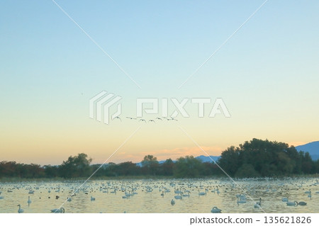 An early morning view of Lake Hyoko in Agano, with a flock of swans flying. An early morning view of Lake Hyoko in Agano, with a flock of swans flying. 135621826
