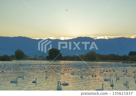 The pale pink lake surface of Lake Hyoko in Agano The pale pink lake surface of Lake Hyoko in Agano 135621837