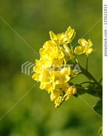 柔和的光線和油菜花 135621913
