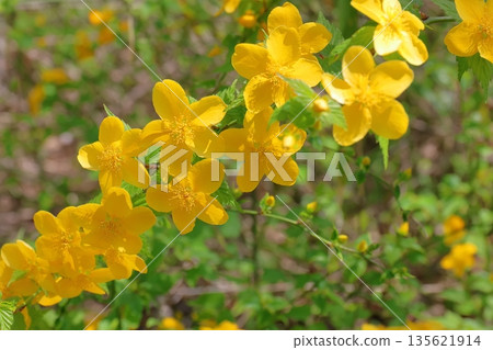 Yellow Yamaboki Flower 135621914