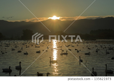 清晨的陽光下，天鵝在阿賀野的兵庫湖中游弋，景色壯麗。 135621973