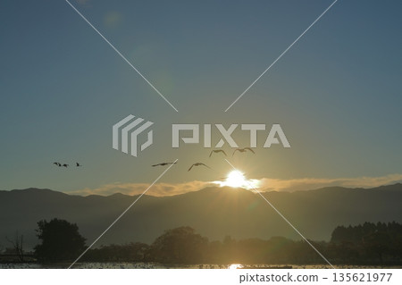 清晨的陽光下，天鵝在阿賀野的兵庫湖上空飛翔，景色壯麗。 135621977