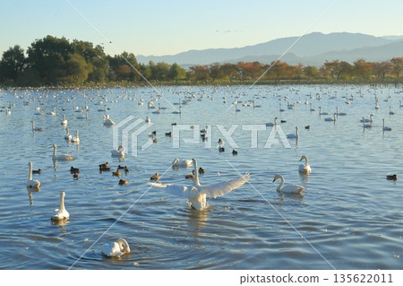 Lake Hyoko in Agano, where swans can be seen beautifully in the clear morning air 135622011
