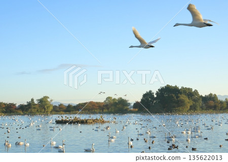 Beautiful view of Lake Hyoko in Agano with swans flying 135622013