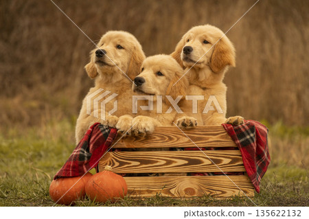 Golden Retriever Puppies in Wooden Crate with Pumpkins Outdoors 135622132