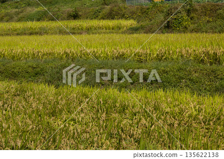A rice paddy landscape with ripening yellow rice A rice paddy landscape with ripening yellow rice 135622138