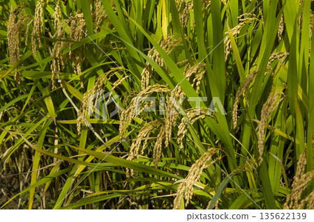 This is autumn rice that is ripening well. This is autumn rice that is ripening well. 135622139