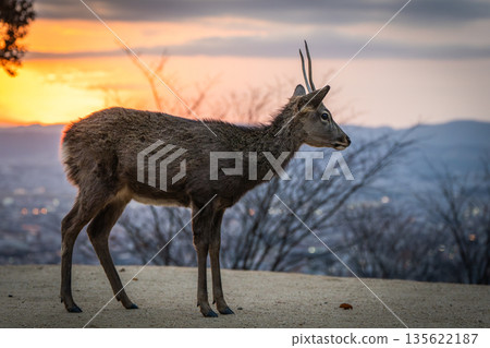 [秋天] 奈良公園、若草山鹿 [傍晚景色] 135622187