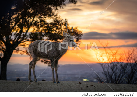 [秋天] 奈良公園、若草山鹿 [傍晚景色] 135622188