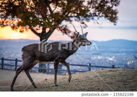 [秋天] 奈良公園、若草山鹿 [傍晚景色] 135622196