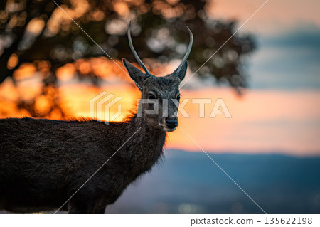 [秋天] 奈良公園、若草山鹿 [傍晚景色] 135622198