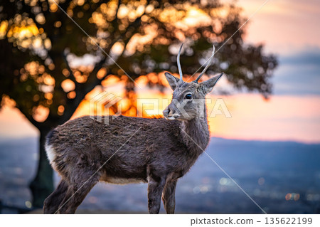[秋天] 奈良公園、若草山鹿 [傍晚景色] 135622199