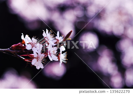 Cherry blossoms shining in the spring light 135622270