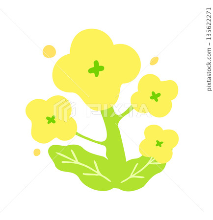 Hand drawn cute rapeseed flower illustration 135622271