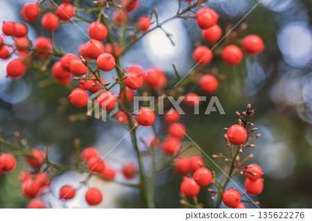 What a fruit What a fruit 135622276