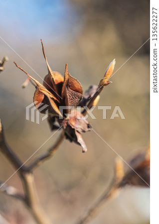 Himeshara fruit Himeshara fruit 135622277