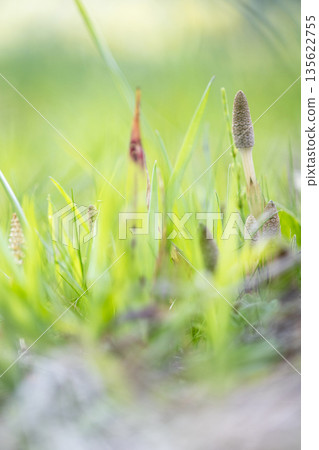 春光中生長的馬尾 春光中生長的馬尾 135622755