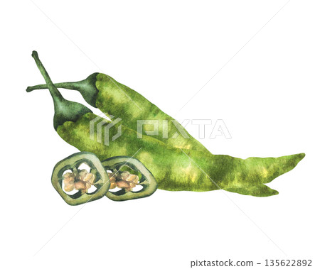 Watercolor hot chilli pepper. Green whole pepperoni vegetables and cut pods round sliced with seeds. Hand drawn illustrations. Fresh seasoning, spice for food. Illustration Isolated from background 135622892