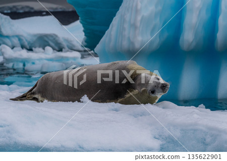 Crabeater Seal resting on a sheet of ice Crabeater Seal resting on a sheet of ice 135622901