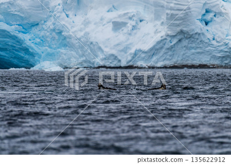 Tail of a humpback whale in the Antarctic 135622912