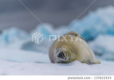 Crabeater Seal resting on a sheet of ice Crabeater Seal resting on a sheet of ice 135622914