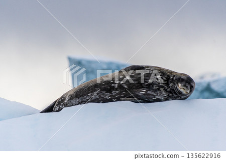 Resting Weddell Seal near Cuverville island Resting Weddell Seal near Cuverville island 135622916