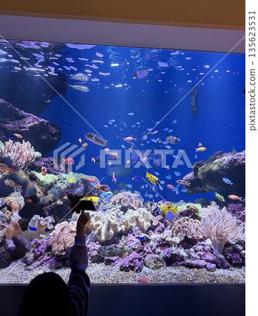 週末，我會和家人一起去水族館。 135623531