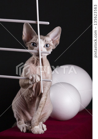 Kitten of the Devon Rex breed on a red table with white balls Kitten of the Devon Rex breed on a red table with white balls 135623563