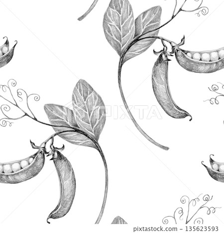 green peas on a branch young, drawn with a pencil on a white background, seamless pattern green peas on a branch young, drawn with a pencil on a white background, seamless pattern 135623593