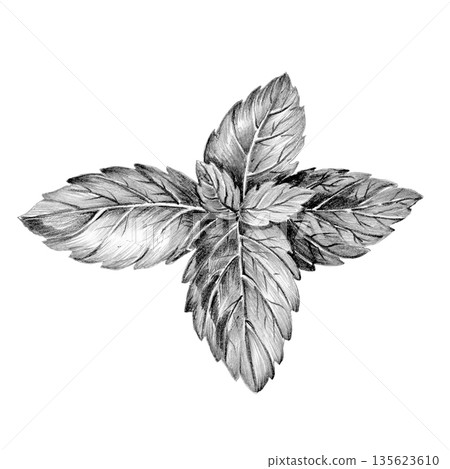 basil purple leaves. drawn with pencil on white background basil purple leaves. drawn with pencil on white background 135623610