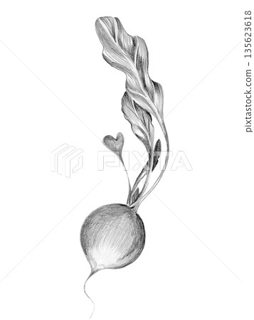 young radish drawn with pencil on white background young radish drawn with pencil on white background 135623618