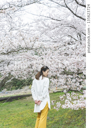 Cherry blossoms and a young woman 135623724