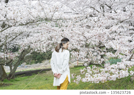Cherry blossoms and a young woman Cherry blossoms and a young woman 135623726
