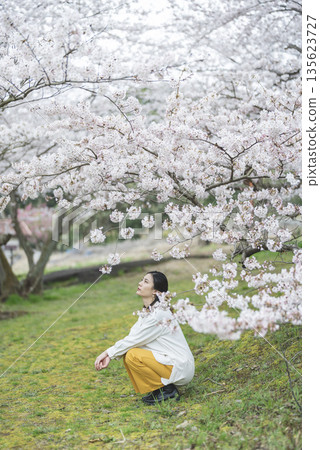 Cherry blossoms and a young woman Cherry blossoms and a young woman 135623727