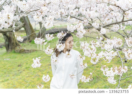 Cherry blossoms and a young woman 135623755