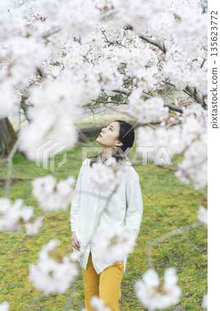 Cherry blossoms and a young woman 135623772