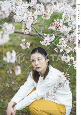 Cherry blossoms and a young woman 135623801