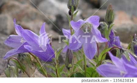 Iwagome之花 135623814